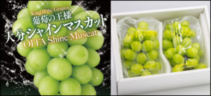 【ふるさと納税】シャインマスカット 1kg 2房 6000箱限定