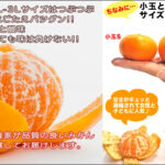 愛媛県産訳あり大玉みかん口コミ|本音のレビューまとめ