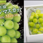 【ふるさと納税】シャインマスカット 1kg 2房 6000箱限定