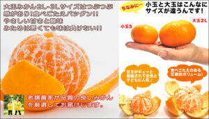 愛媛県産訳あり大玉みかん口コミ|本音のレビューまとめ